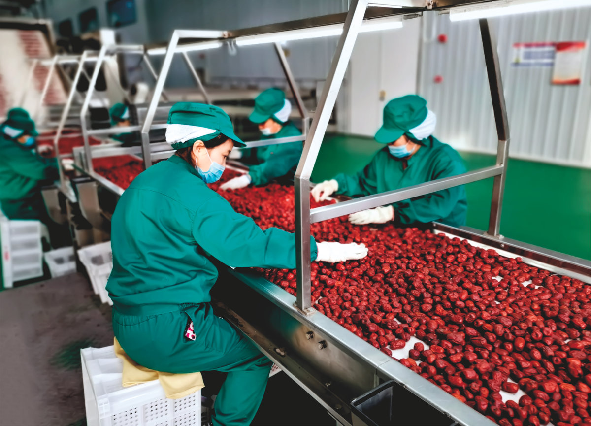 大枣干制加工工艺流程